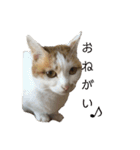 猫のべる2（個別スタンプ：21）