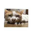 猫のべる2（個別スタンプ：22）