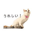 猫のべる2（個別スタンプ：23）