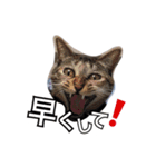 ちぃちゃん❣️（個別スタンプ：13）