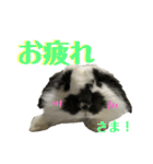 うさぎさん（なつめ）2（個別スタンプ：8）