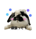 うさぎさん（なつめ）2（個別スタンプ：19）