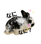 うさぎさん（なつめ）2（個別スタンプ：22）