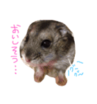 ayapoooon（個別スタンプ：1）