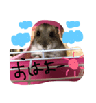 ayapoooon（個別スタンプ：3）