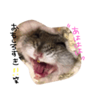 ayapoooon（個別スタンプ：4）