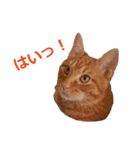 ラッキー茶トラのシャビくん（個別スタンプ：3）