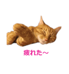 ラッキー茶トラのシャビくん（個別スタンプ：4）