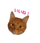 ラッキー茶トラのシャビくん（個別スタンプ：9）