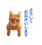 ラッキー茶トラのシャビくん（個別スタンプ：10）