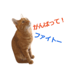 ラッキー茶トラのシャビくん（個別スタンプ：13）