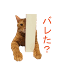 ラッキー茶トラのシャビくん（個別スタンプ：22）