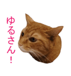 ラッキー茶トラのシャビくん（個別スタンプ：23）
