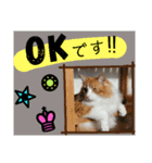 良ちゃん サイベリアン 日常スタンプ（個別スタンプ：11）