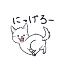 ムクムクの白いワンコ（個別スタンプ：19）