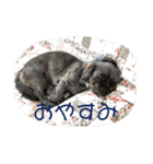 こももちゃんスタンプ！（個別スタンプ：4）