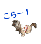 こももちゃんスタンプ！（個別スタンプ：13）
