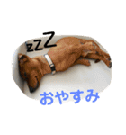 こももちゃんスタンプ！（個別スタンプ：16）