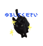 まるぷー★まると黒猫むく（個別スタンプ：4）