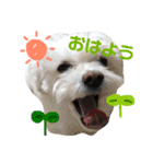 まるぷー★まると黒猫むく（個別スタンプ：8）