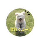 まるぷー★まると黒猫むく（個別スタンプ：10）