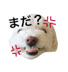 まるぷー★まると黒猫むく（個別スタンプ：11）