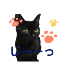 まるぷー★まると黒猫むく（個別スタンプ：14）