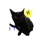 まるぷー★まると黒猫むく（個別スタンプ：15）