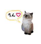 ねこるるちゃん(日本語)（個別スタンプ：1）