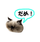 ねこるるちゃん(日本語)（個別スタンプ：2）