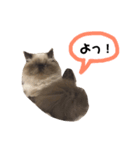 ねこるるちゃん(日本語)（個別スタンプ：4）