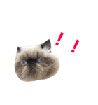ねこるるちゃん(日本語)（個別スタンプ：6）