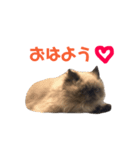 ねこるるちゃん(日本語)（個別スタンプ：7）