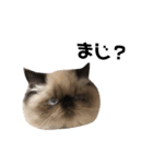 ねこるるちゃん(日本語)（個別スタンプ：8）