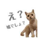 らて男(らてお)さんスタンプ（個別スタンプ：7）