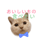らて男(らてお)さんスタンプ（個別スタンプ：11）