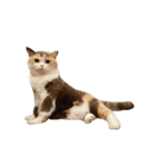 モフモフ猫のもふちゃん（個別スタンプ：2）