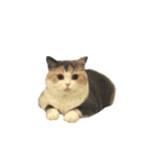 モフモフ猫のもふちゃん（個別スタンプ：4）