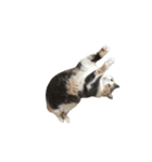 モフモフ猫のもふちゃん（個別スタンプ：5）