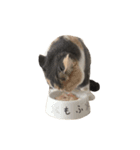 モフモフ猫のもふちゃん（個別スタンプ：6）
