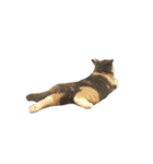 モフモフ猫のもふちゃん（個別スタンプ：7）