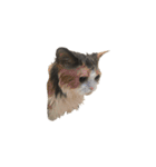モフモフ猫のもふちゃん（個別スタンプ：8）