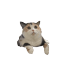モフモフ猫のもふちゃん（個別スタンプ：9）