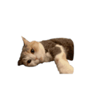 モフモフ猫のもふちゃん（個別スタンプ：10）