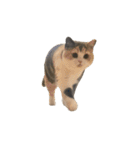 モフモフ猫のもふちゃん（個別スタンプ：12）