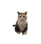 モフモフ猫のもふちゃん（個別スタンプ：13）