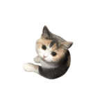 モフモフ猫のもふちゃん（個別スタンプ：14）