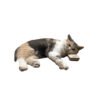 モフモフ猫のもふちゃん（個別スタンプ：15）