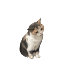 モフモフ猫のもふちゃん（個別スタンプ：16）