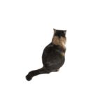 モフモフ猫のもふちゃん（個別スタンプ：17）